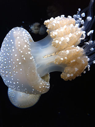 Oregon Coast Aquarium (Newport, Oregon)